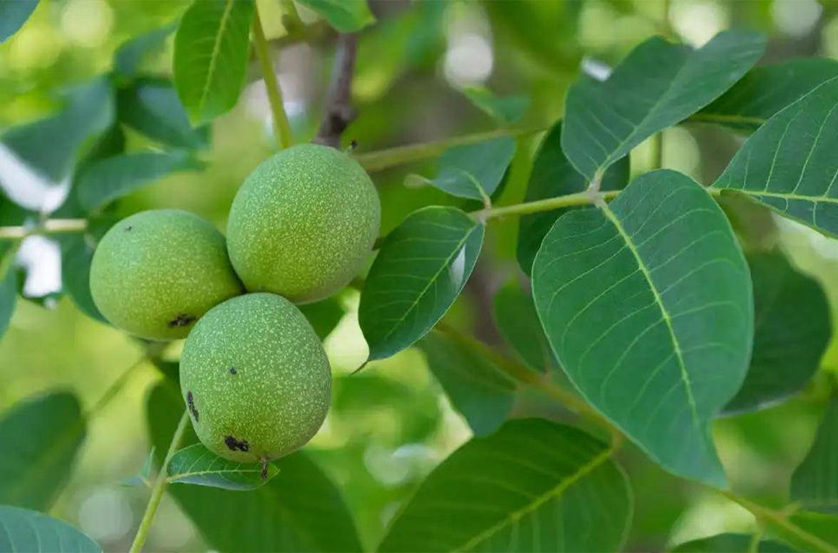 Expanding International Markets to Promote Walnut Oil’s Health Benefits